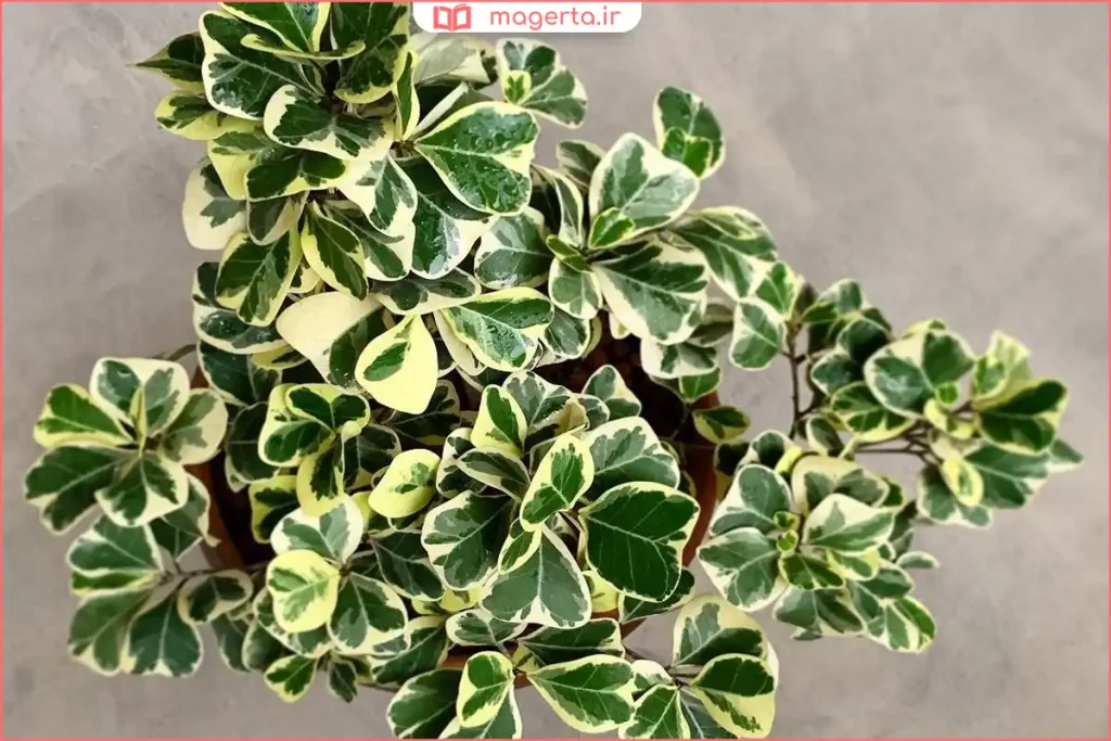 برگ‌های سبز و براق فیکوس دلتا در فضای داخلی