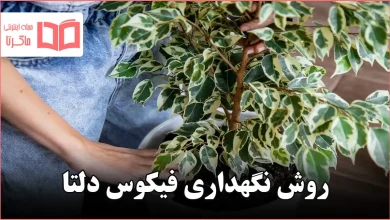 روش نگهداری فیکوس دلتا