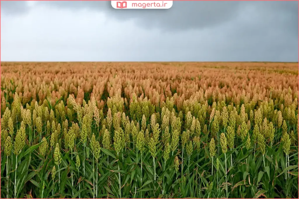 ذخیرهسازی ذرت علوفهای خردشده برای مصرف دام