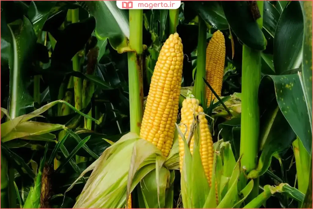 ذخیرهسازی ذرت علوفهای خردشده برای مصرف دام