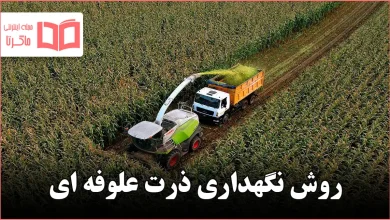 روش نگهداری ذرت علوفه ای