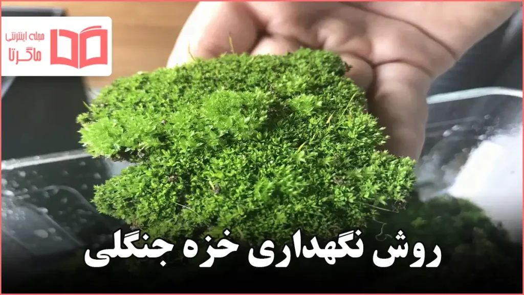 روش نگهداری خزه جنگلی