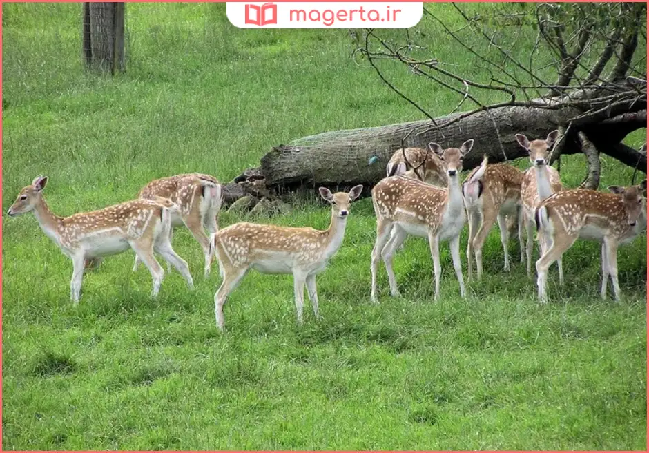 منطقه حفاظت‌شده دز