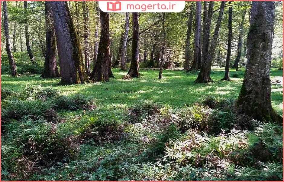 بوستان یاس فاطمی تهران