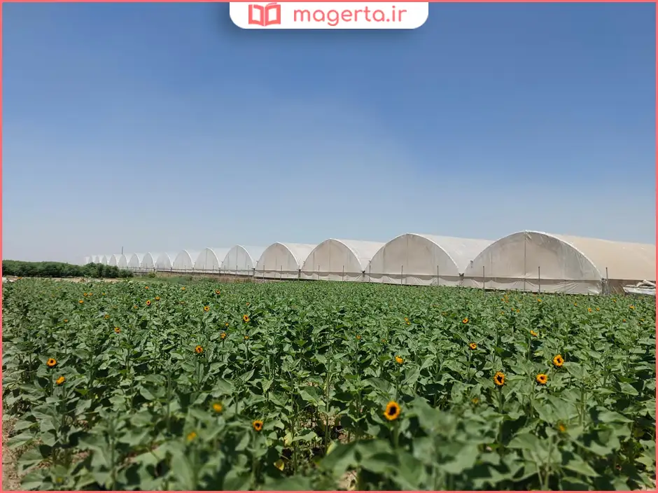 باغ‌ها و زمین‌های کشاورزی اطراف پاکدشت