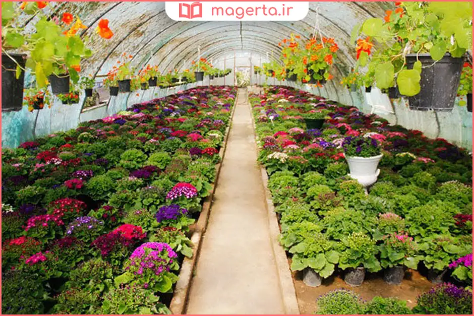 گلخانه‌های پاکدشت