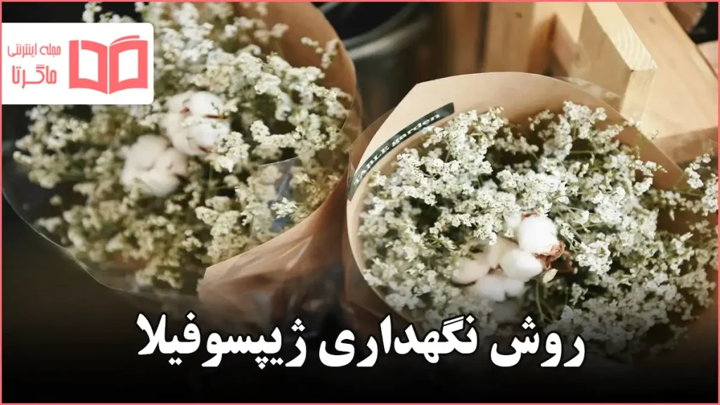 روش نگهداری ژیپسوفیلا