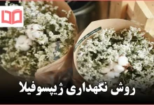 روش نگهداری ژیپسوفیلا