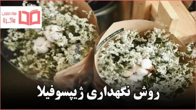 روش نگهداری ژیپسوفیلا