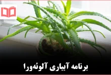 چگونه باید گیاه آلوئهورا را آبیاری کنیم تا سالم بماند