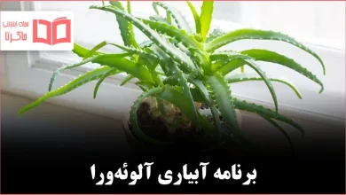 چگونه باید گیاه آلوئهورا را آبیاری کنیم تا سالم بماند