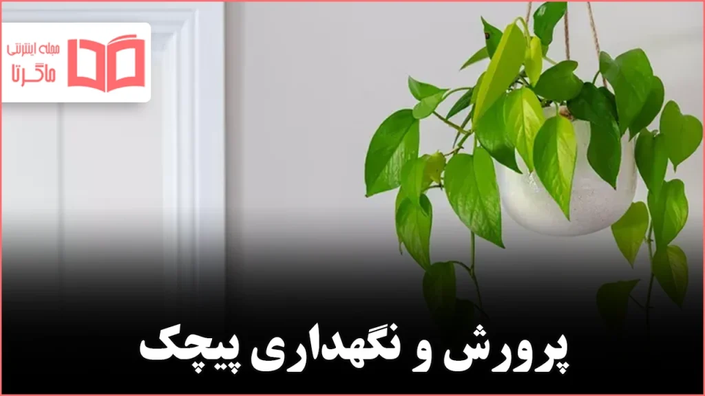 پرورش و نگهداری پیچک در فضای داخلی خانه