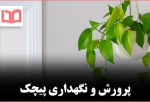پرورش و نگهداری پیچک در فضای داخلی خانه