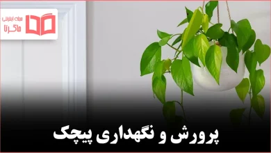 پرورش و نگهداری پیچک در فضای داخلی خانه