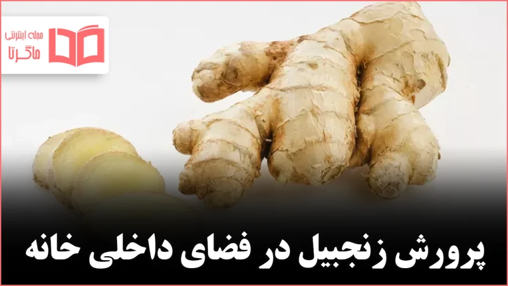 پرورش زنجبیل در فضای داخلی خانه