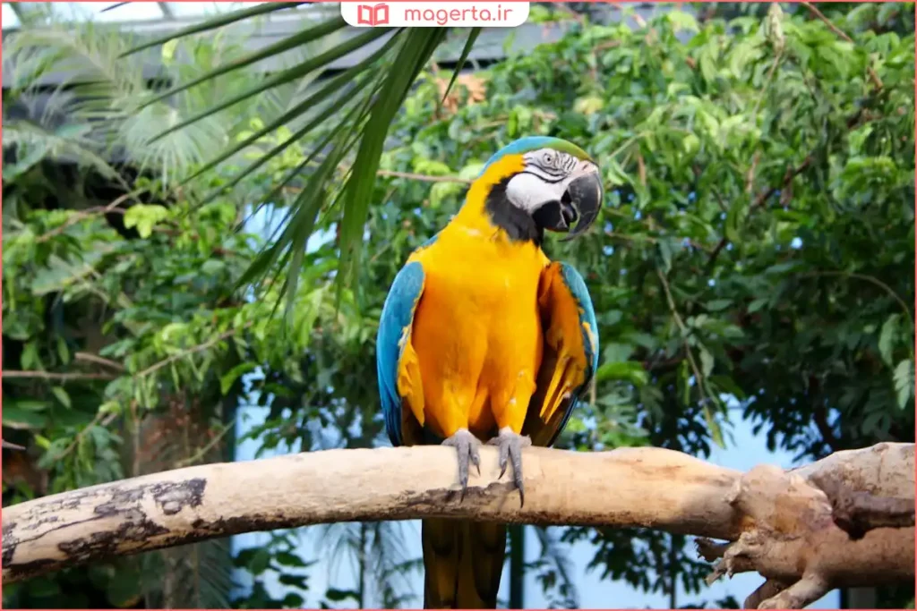 طوطی برزیلی روی نشیمن با تمرکز بر تفاوت‌های ظاهری نر و ماده