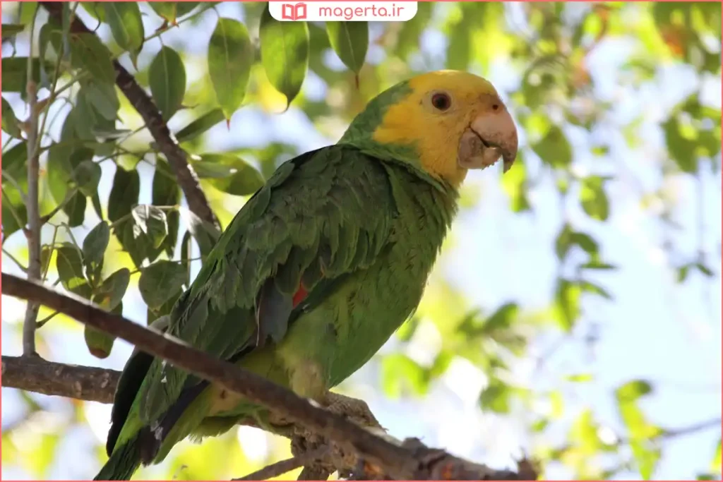 بررسی فرم بدن و سر طوطی برزیلی برای تشخیص جنسیت