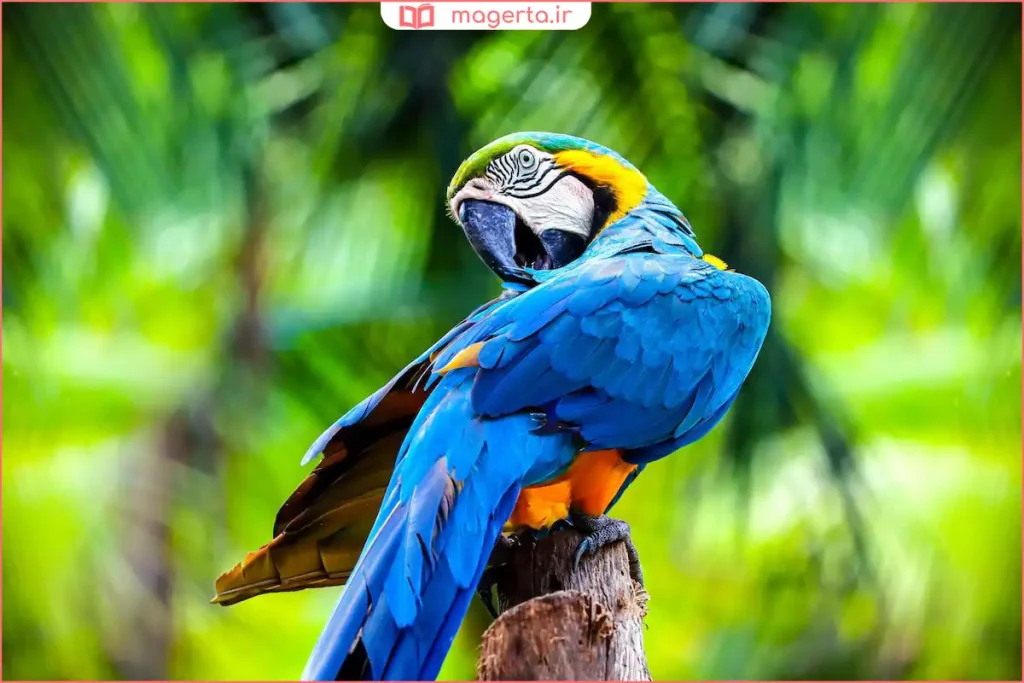 مقایسه رفتار طوطی برزیلی نر و ماده داخل قفس