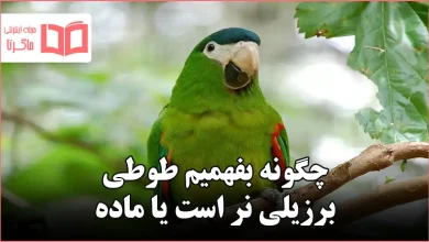 چگونه بفهمیم طوطی برزیلی نر است یا ماده