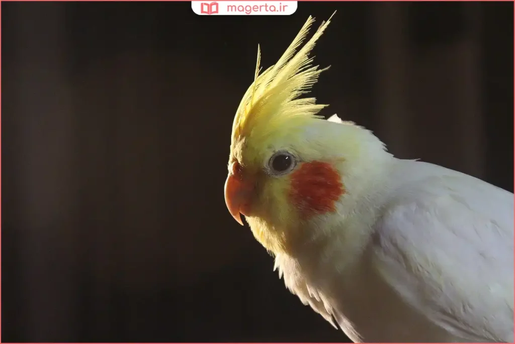 عروس هلندی روی نشیمن داخل قفس خانگی