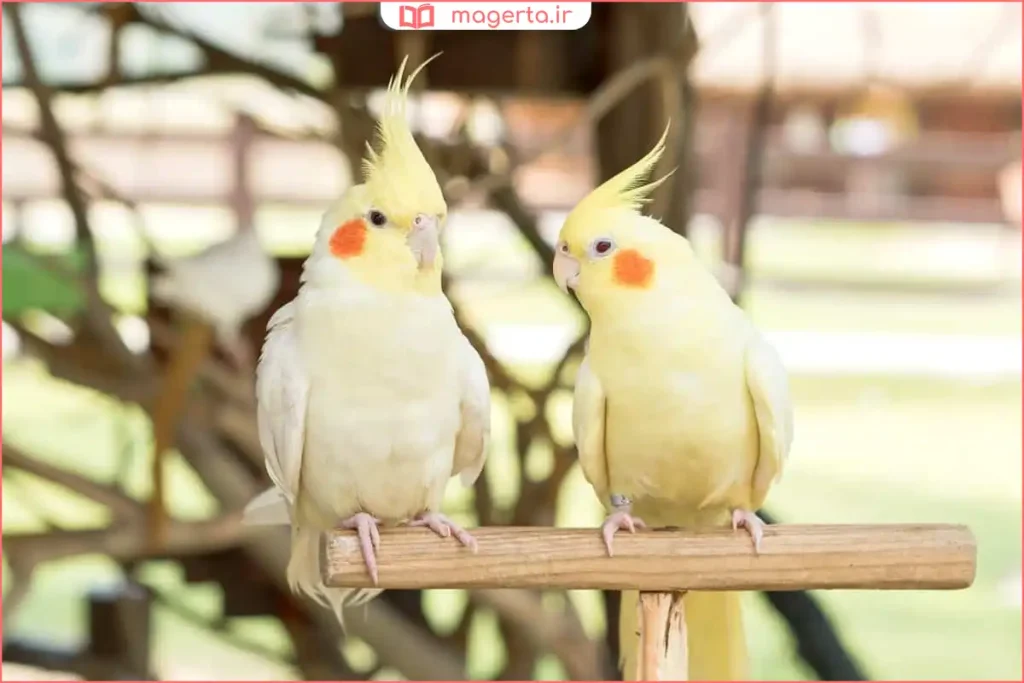 عروس هلندی در حال استراحت داخل قفس تمیز