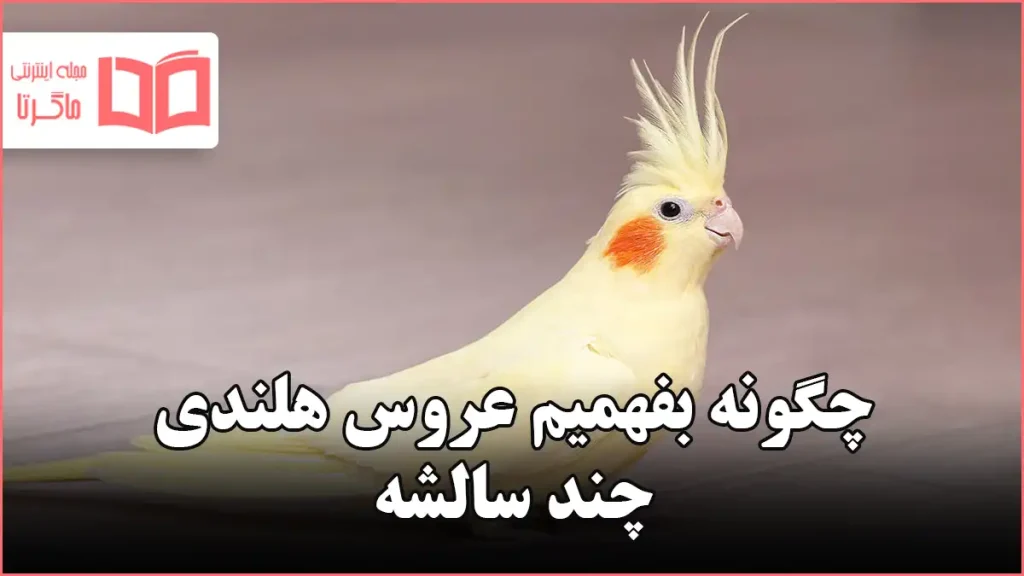 چگونه بفهمیم عروس هلندی چند سالشه