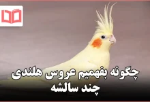 چگونه بفهمیم عروس هلندی چند سالشه