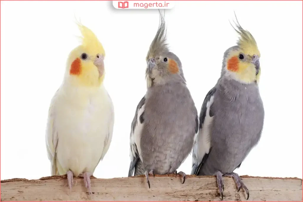 نمای نزدیک از صورت و تاج عروس هلندی