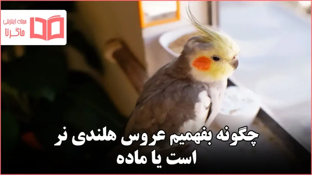 چگونه بفهمیم عروس هلندی نر است یا ماده