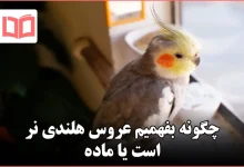 چگونه بفهمیم عروس هلندی نر است یا ماده
