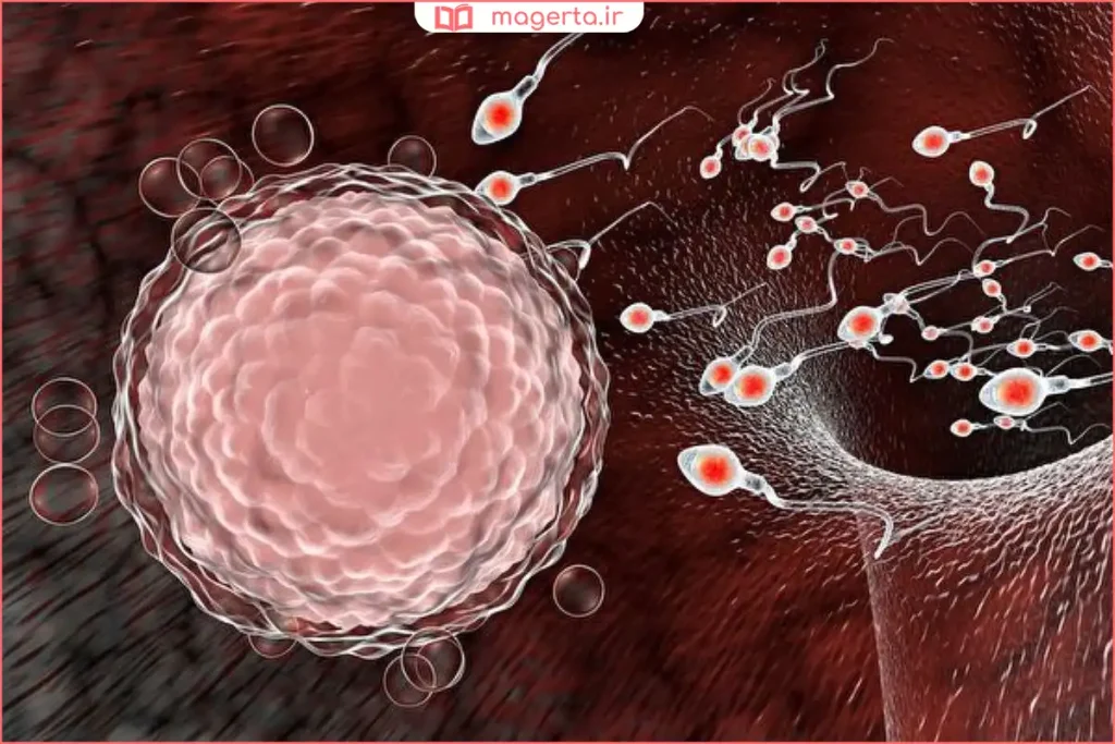 تغییرات اولیه بدن پس از لقاح و شروع بارداری