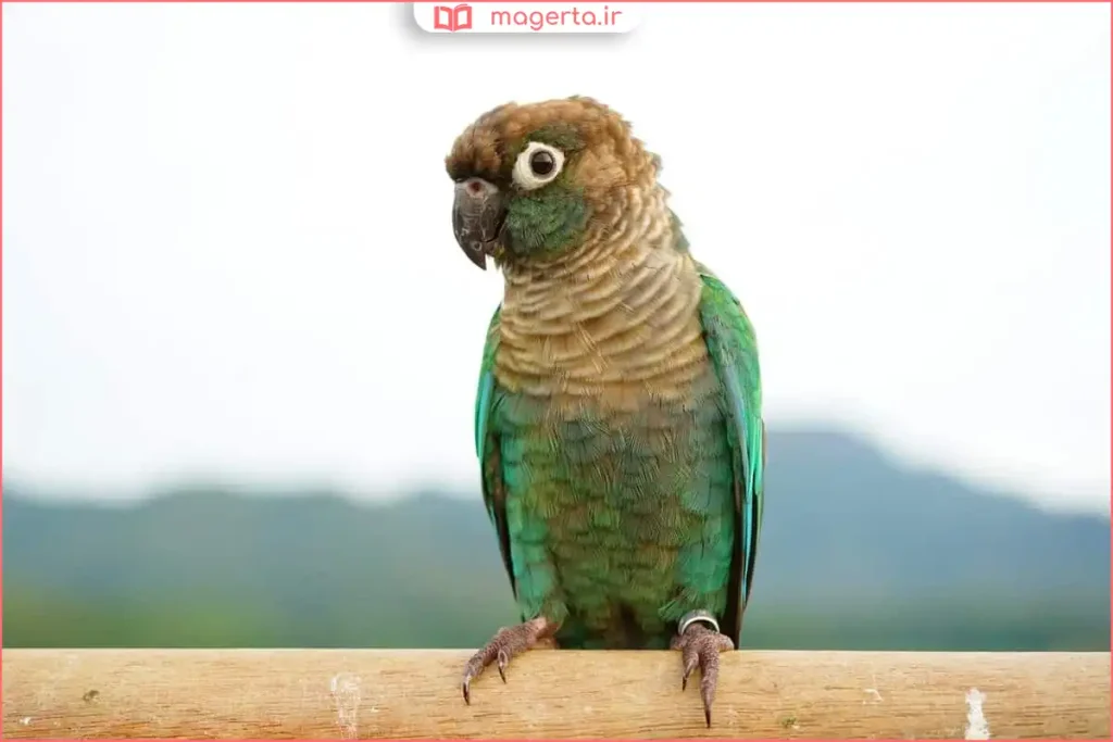 بررسی فرم بدن و سر طوطی گرینچیک برای تشخیص جنسیت