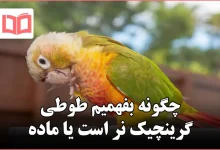 چگونه بفهمیم طوطی گرینچیک نر است یا ماده