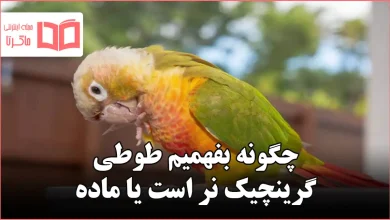 چگونه بفهمیم طوطی گرینچیک نر است یا ماده