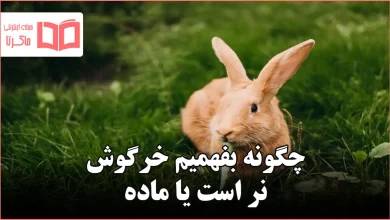 چگونه بفهمیم خرگوش نر است یا ماده