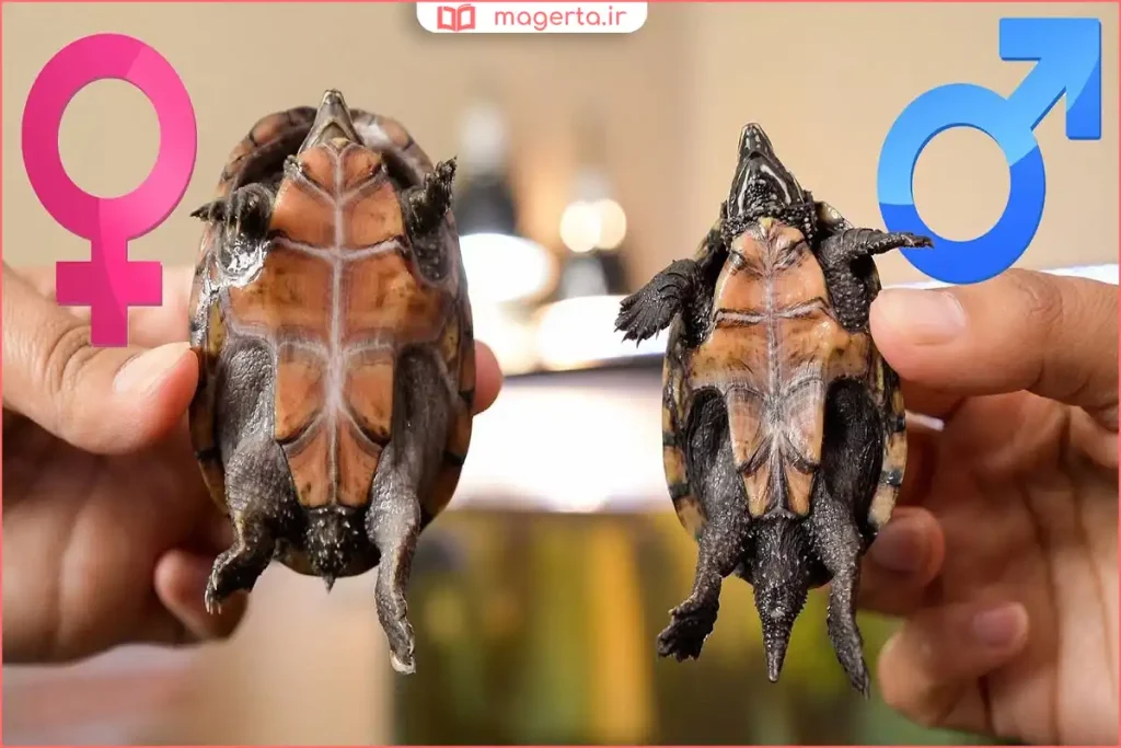 مقایسه شکل لاک زیرین لاک پشت نر و ماده