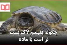 چگونه بفهمیم لاک پشت نر است یا ماده