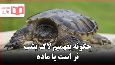 چگونه بفهمیم لاک پشت نر است یا ماده