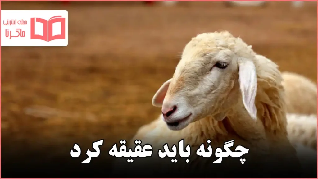 چگونه باید عقیقه کرد