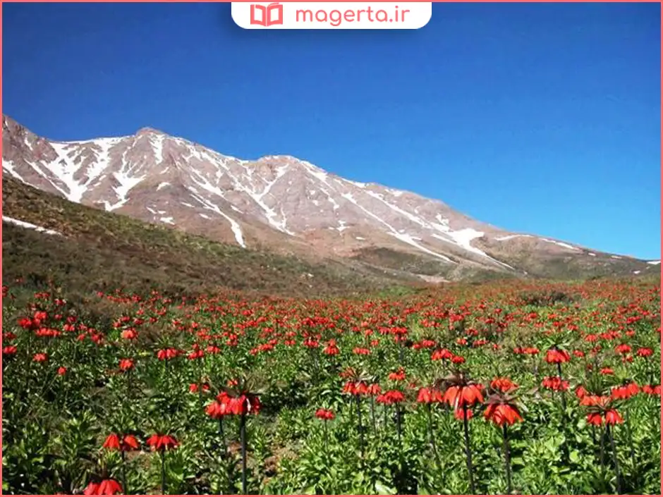 دشت لالههای واژگون