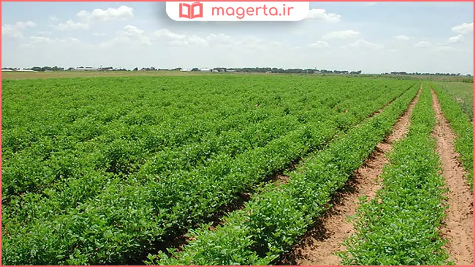 مناطق کشاورزی مسیر داورزن