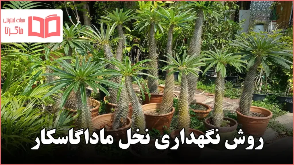 روش نگهداری نخل ماداگاسکار