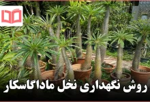 روش نگهداری نخل ماداگاسکار