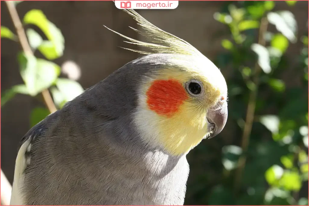 عروس هلندی نر داخل قفس خانگی با شرایط نگهداری مناسب