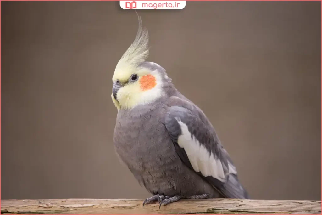 نگهداری عروس هلندی نر با تغذیه اصولی و آب تازه