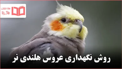 روش نگهداری عروس هلندی نر