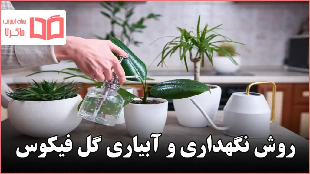 روش نگهداری و آبیاری گل فیکوس