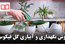 روش نگهداری و آبیاری گل فیکوس