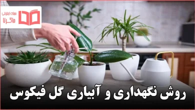 روش نگهداری و آبیاری گل فیکوس