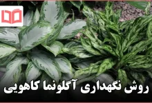 روش نگهداری آگلونما کاهویی